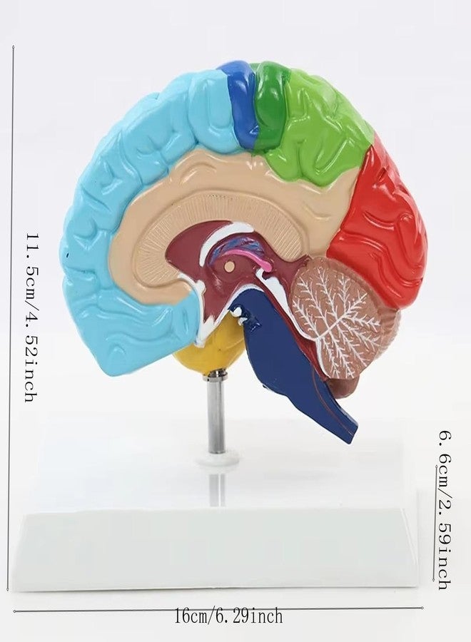 Dranvosk Life Size Human Half Brain Anatomy Model Colored Medical Teaching Tool for Kids Educational Science Kits with Detailed Brain Structure - Image 5